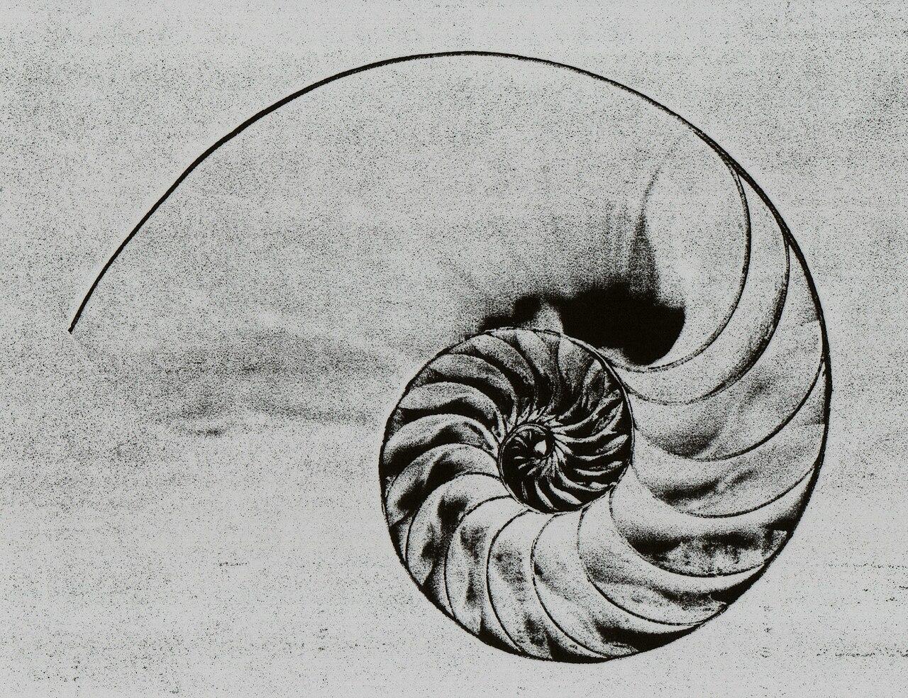 Cross-section of a nautilus shell showing a natural spiral