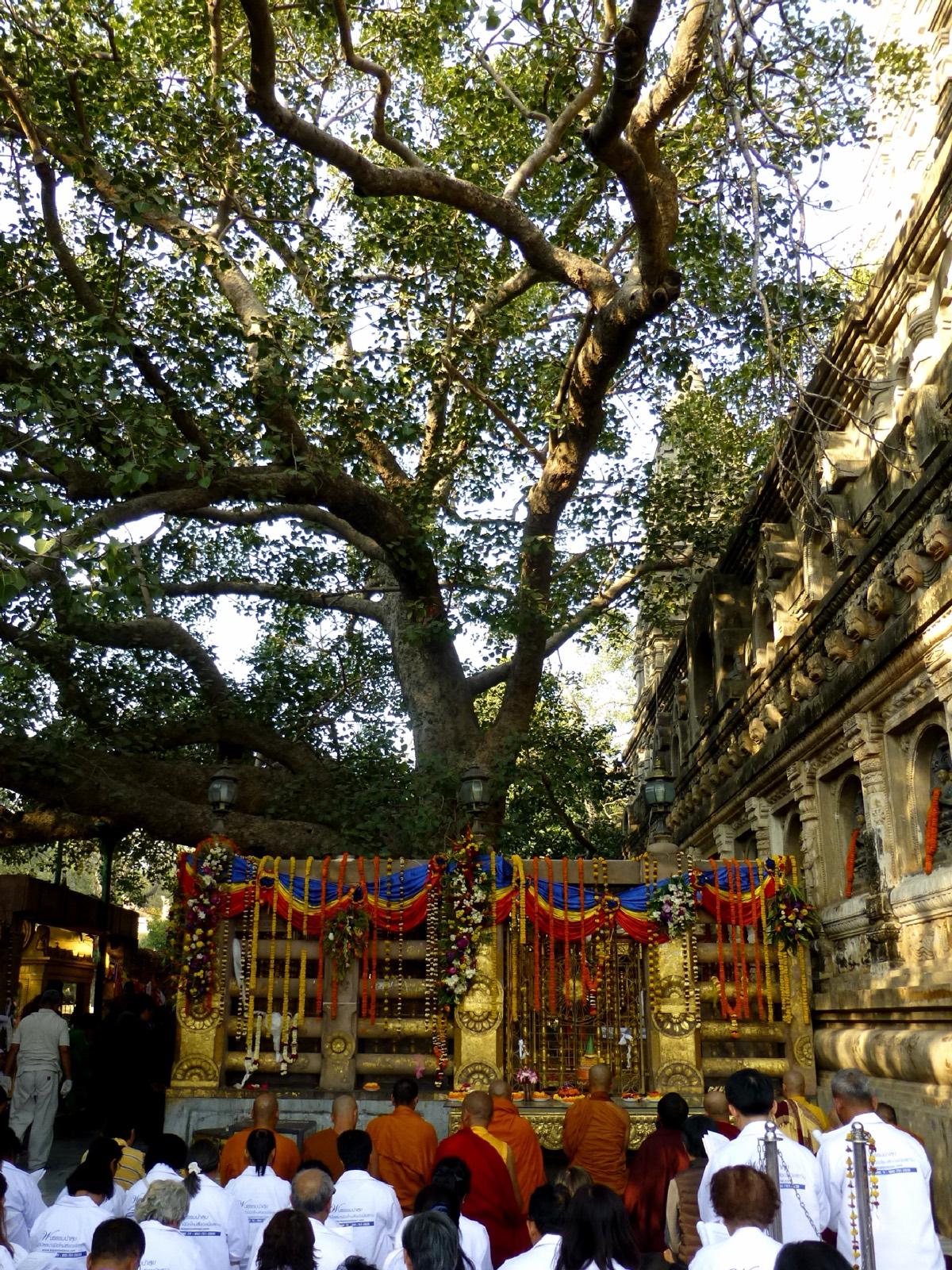 The Bodhi tree at the Mahabodhi Temple in Bodh Gaya, India